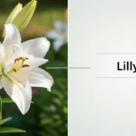 Lily or Lilly