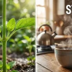 Stem or Steam